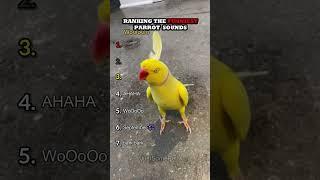 Ranking The Funniest Parrot Sounds Part 2