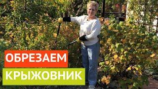 ОБРЕЗАЕМ КРЫЖОВНИК ПРАВИЛЬНО! ТОНКОСТИ И СЕКРЕТЫ!!