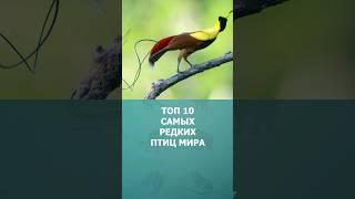 Топ 10 самых редких птиц мира #птицы #топ10 #комарик #интересное #шортс #редкиептицы