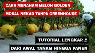 Cara menanam melon golden dari biji sampai panen