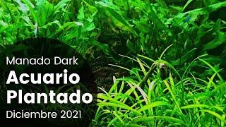 JBL Manado Dark and AquaBasis Plus | Planted Aquarium 91L