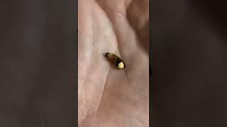 Firefly(Jugnu)#shorts #short #animals