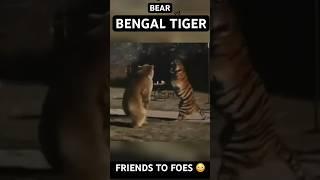 Grizzly Bear vs Bengal Tiger! #tiger #bengaltiger #grizzlybear #bear #tigervsbear #wildlife