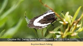 Boynton Beach Fishing