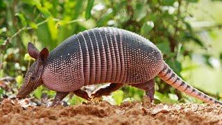 ARMADILLO: MINI-TANK with a SEXUAL nature