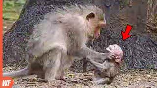 Top 10 Shocking Moments Monkeys Kill Their Babies