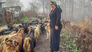 IRAN Nomadic Life | Discover the simple beauty of village life in the Alborz mountains