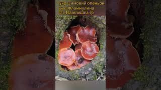 Фламмулина, гриб который радует и удивляет️ #грибалка #mushroom #грибочки #ліс #грибомания
