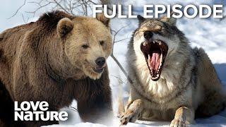 Wolf vs Bear: The Fiercest Predators | Love Nature