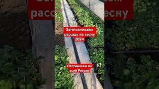 Отправляем рассаду клубники по всей России