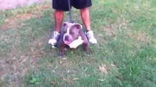 TX XTREME BULLIES "BENZ"