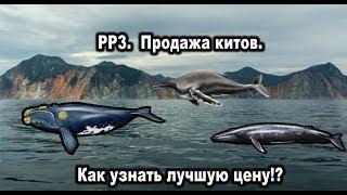 РР3. Продажа китов с Кроноцкого залива. Как узнать лучшую цену!? Кит синий. Кит японский.