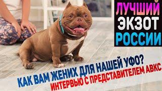 Крутой парень? Познакомимся поближе! Экзотик Булли FB Cat. Интервью с представителями ABKC и BBR