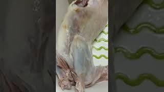 bàby lamb #trending #asmr #shorts