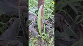 Павлония после возвратных майских заморозков, состоя ние побегов #trees #pavloniya