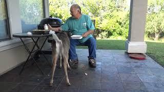 Breakfast with Bambi the Whitetail Deer Fawn (day 119 part 2)