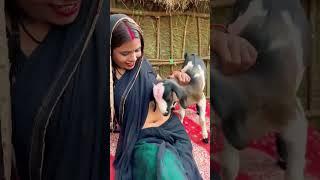 Lucky Goat Licking women navel