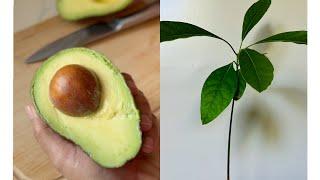 How to grow an avocado plant from a seed .