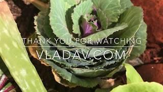 HOW TO START A GARDEN / easy and inexpensive way