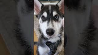 I might be crazy #husky #bieyedhusky #huskypuppy #siberianhusky