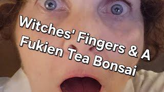 Witches' Fingers & a Fukien Tea Bonsai