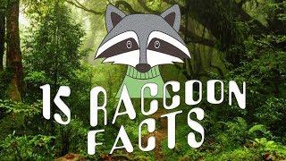 15 raccoon facts