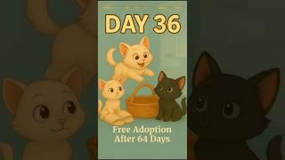 DAY-36new born kittensFree ADOPTION after 100 days.. read full description. #newbornkitte