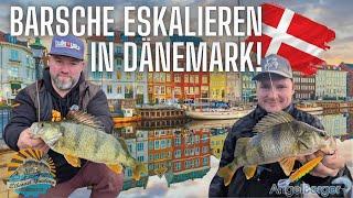 Barsche Eskalieren in Dänemark! Winterangeln Extrem mit Biss auf Biss!