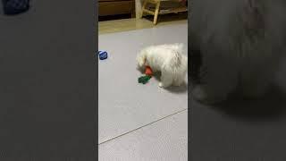 당근조아