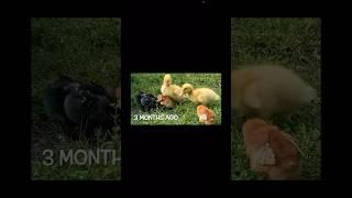  Watch as the babies grow!  #duck #cute