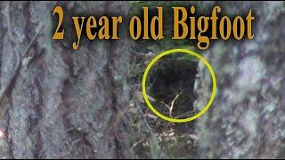 New Baby Bigfoot Video