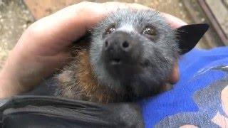 Juvenile bat squeaks while being petted:  this is Jeddah