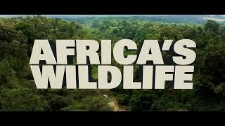 Africa's Wildlife Title Animation & Intro | Motion Graphics | After effects