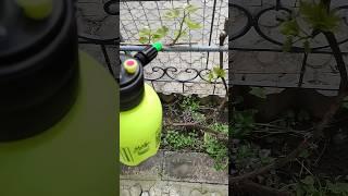 И не забываем про обработку! #Виноград #Обработка #Весной