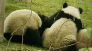 Super Cute and Furry Pandas!!!