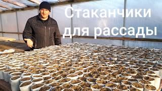 Стаканы для рассады. Дешево, практично, доступно.