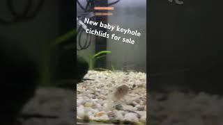 Baby keyhole cichlids on sale now!!! #fish #cichlid #aquarium #fishshop