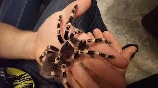 BIRD SPIDER ON HANDS