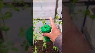 Simple way for growing sugar snap peas 🫛 ( 3 weeks after Update)  #peas #garden  #greentgarden