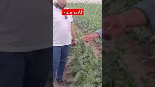 Farmar views about surge product|Perbat Crop Sciences| #agriculture #farming @Abidaliagrarian