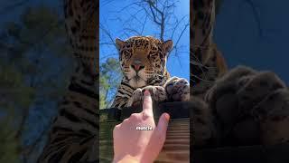 What happened if a cheetah grows up with a dog ?#animallife #animalove #cute #pets