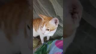 My Cat Creamy