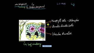 The C4 Pathway | Photosynthesis in Higher Plants | Biology | Khan Academy