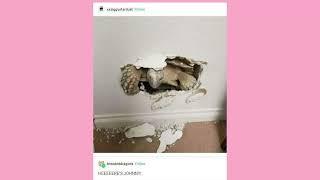 Tumblr, More Like, Dumblr, lol gottem
