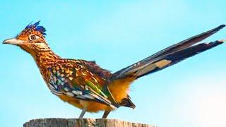 Roadrunner Bird (Remarkable Desert Specialist)