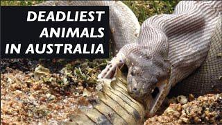 The 10 Most Dangerous Animals in Australia