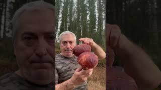  ¿Sabéis Diferenciar los Boletus Pinicola de los Edulis y Aereus?  ¡Este es el truco!