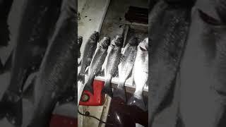 HAMDI TRUMA -- fishing BRANCIN 15KG  -- 2018-- DECEMBAR -- ADA BOJANA