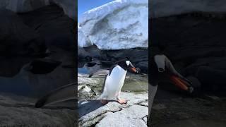 You won't believe what this penguin did!