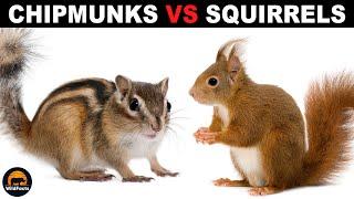 What Is The Difference Between Chipmunks and Squirrels?